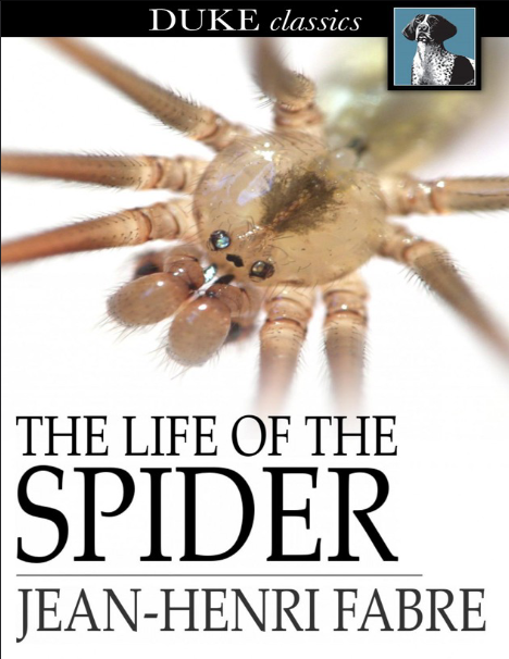 The life of the spider